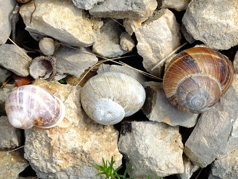 conferma id e quesito ecologico